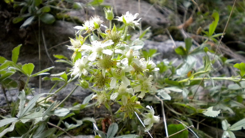 Potentilla caulescens